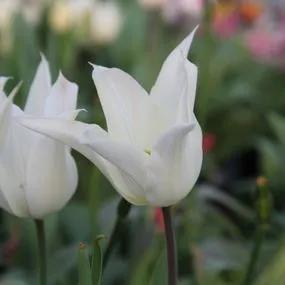 White Triumphator Tulip (Tulipa White Triumphator) Img 2